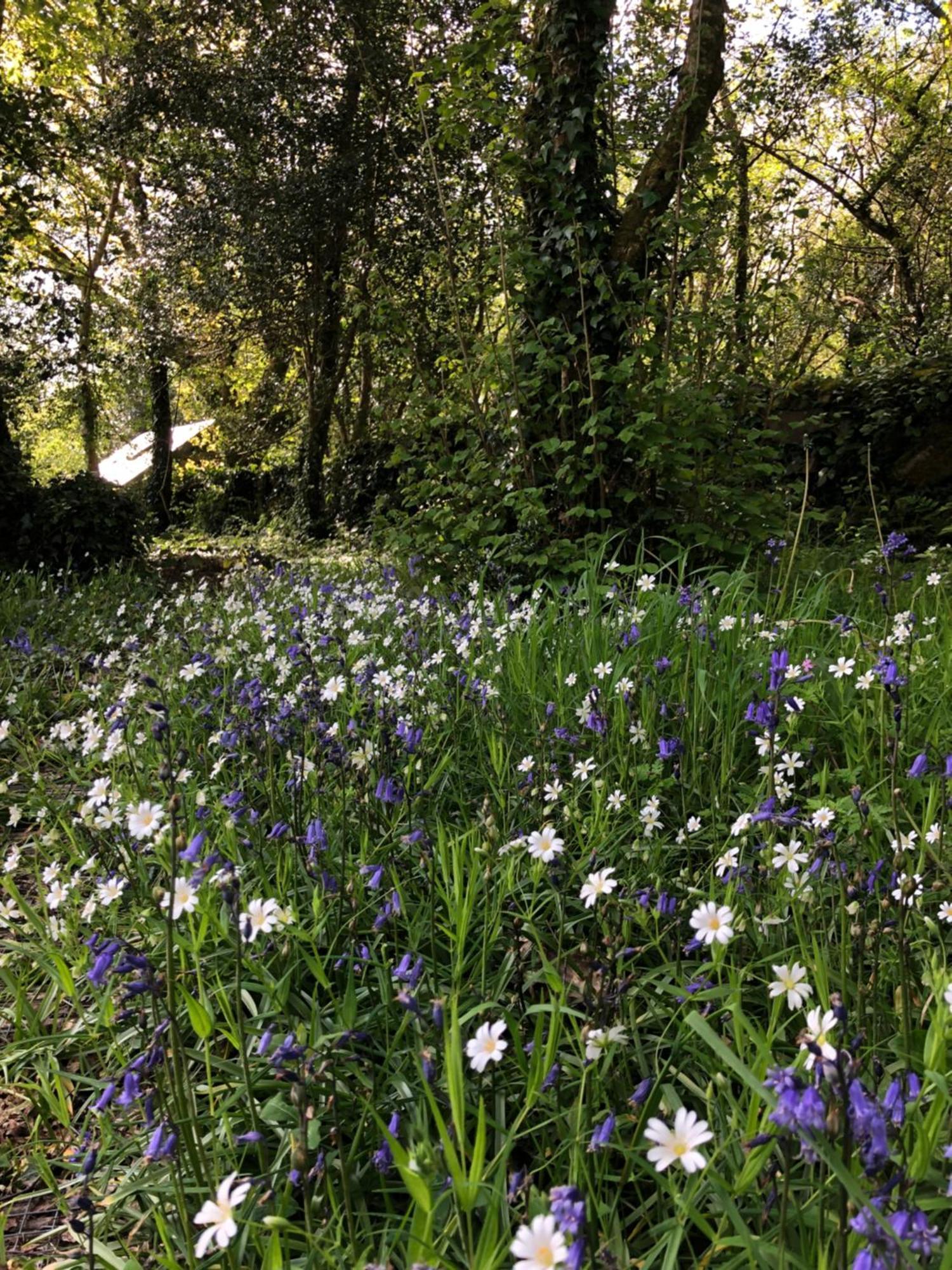 Villa Sligo Forest Retreat Exterior foto